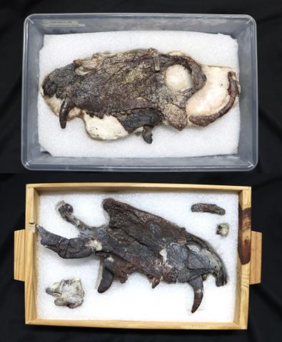 Crânio do novo espécime de Pampaphoneus - Foto: Felipe Pinheiro